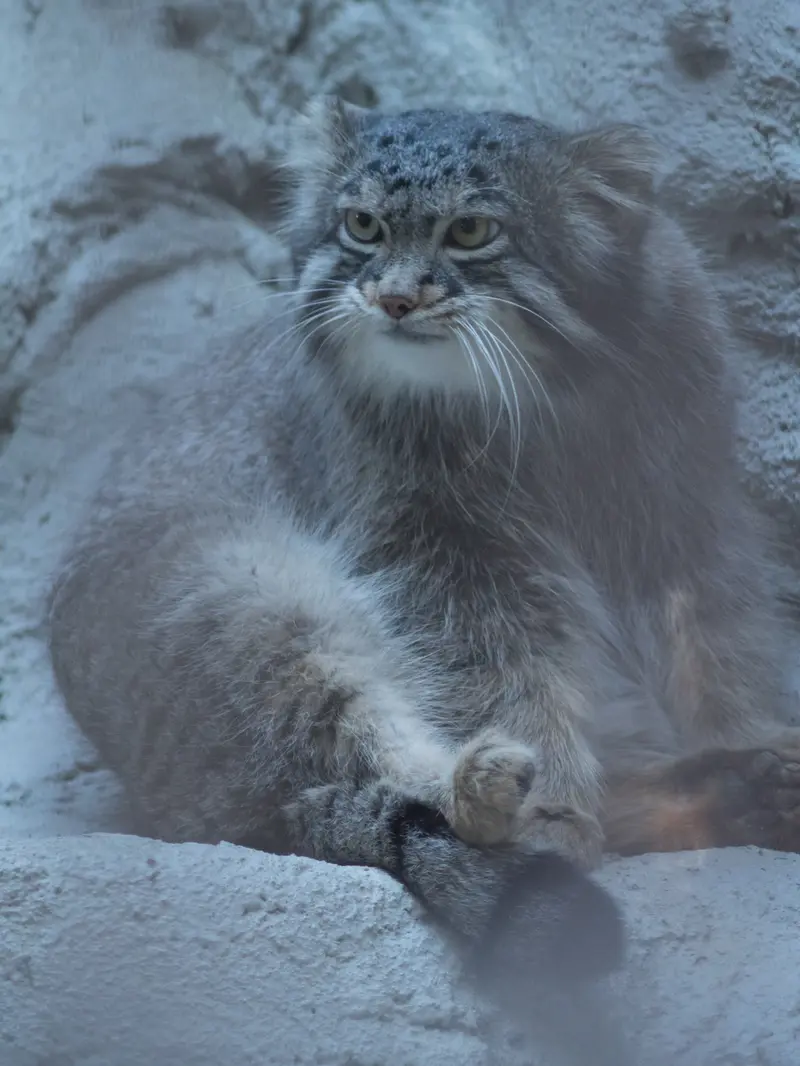 A photograph of Figa in Nogeyama Zoo