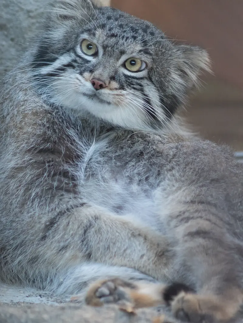 A photograph of Figa in Nogeyama Zoo