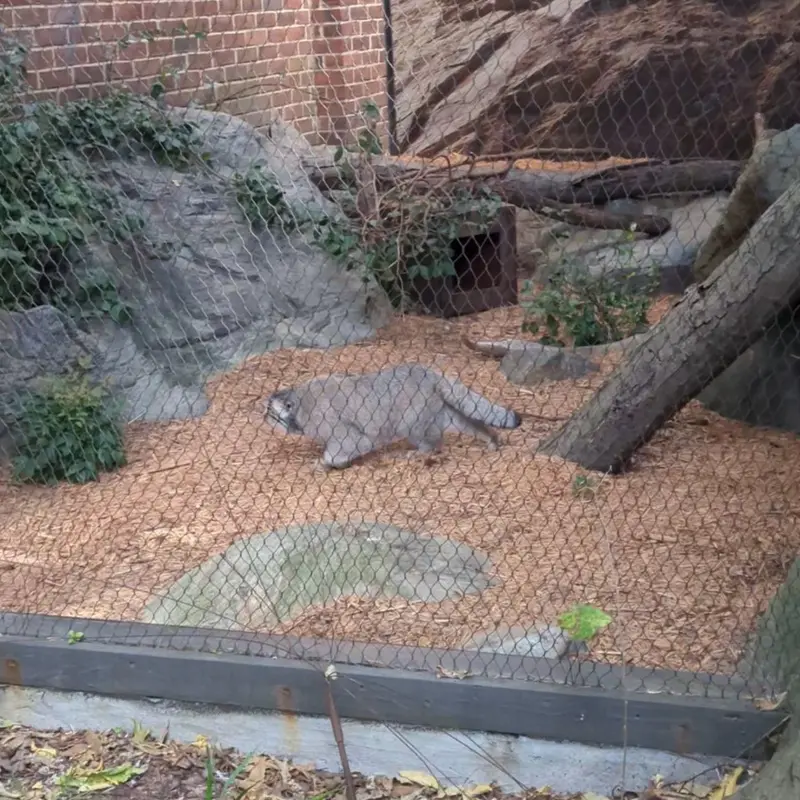 A photograph of a Pallas's cat in Prospect Park Zoo