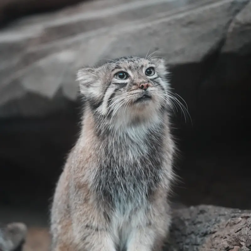 A photograph of Az in Kobe Animal Kingdom