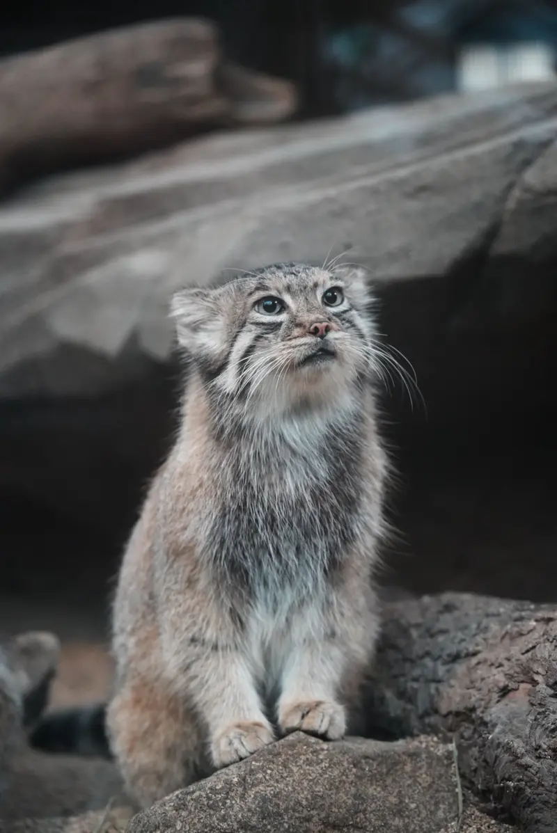 A photograph of Az in Kobe Animal Kingdom