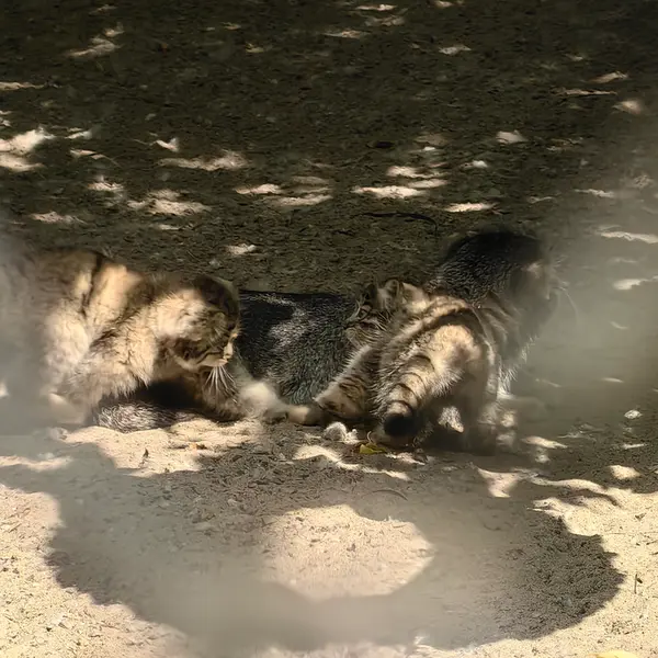 A photograph of Ginger in Novosibirsk Zoo