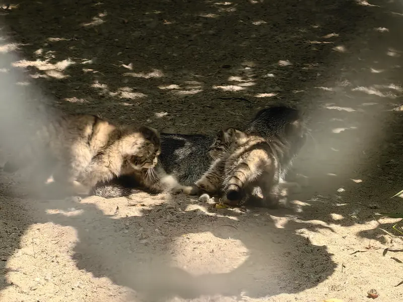 A photograph of Ginger in Novosibirsk Zoo