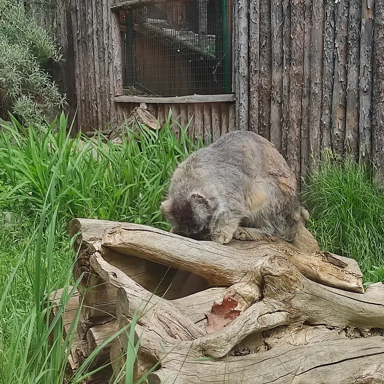 A photograph of Zarina in Wrocław Zoo