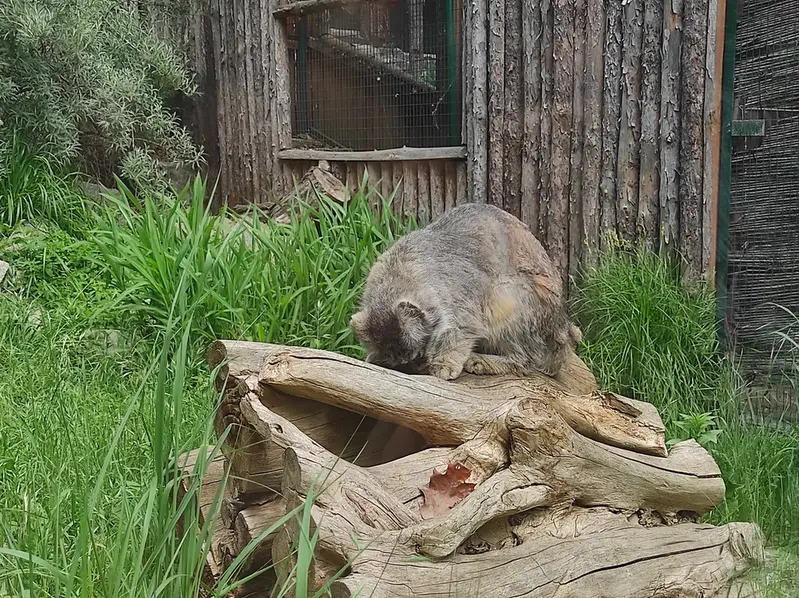A photograph of Zarina in Wrocław Zoo