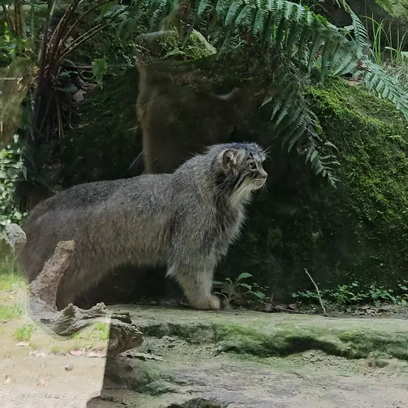 A photograph of a Pallas's cat in Parco Faunistico La Torbiera