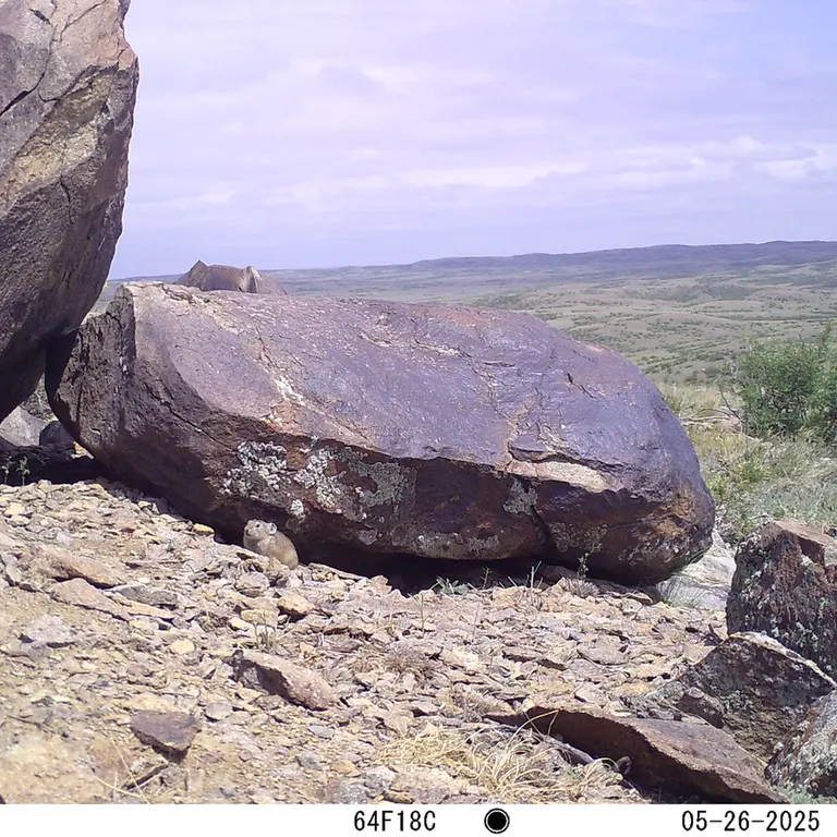 A photograph of Kazakh pika from Koshkar [new] camera trap