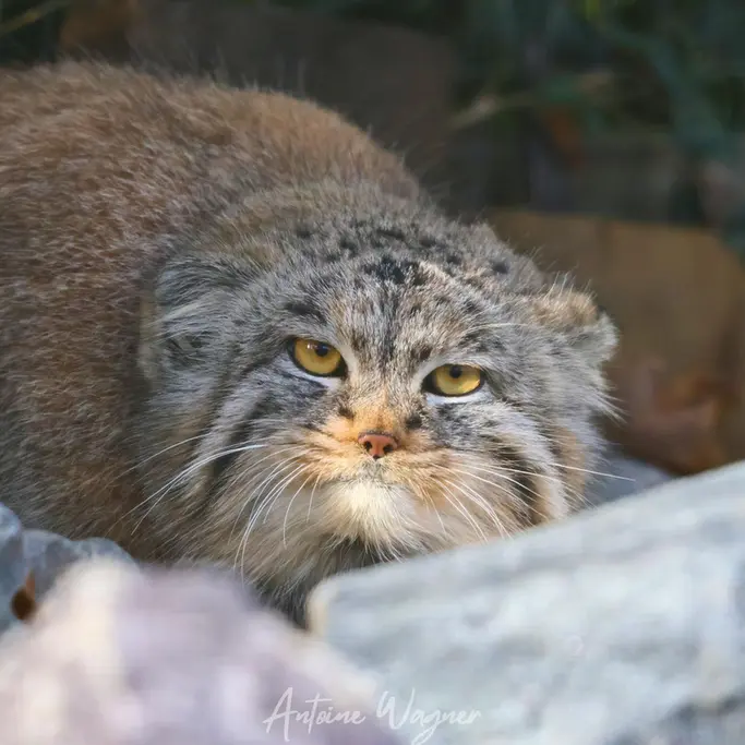 A photograph of Buchta in Spaycific'Zoo