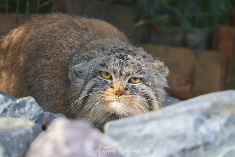 A photograph of Buchta in Spaycific'Zoo