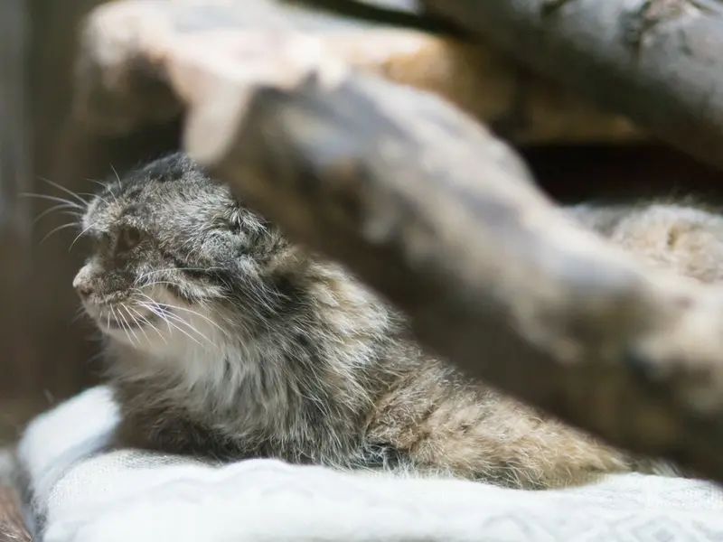 A photograph of Primula in Ueno Zoological Gardens