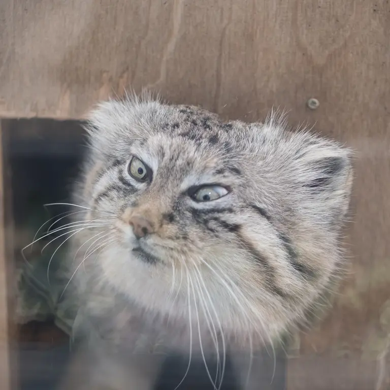 A photograph of Lotos in Saitama Children's Zoo
