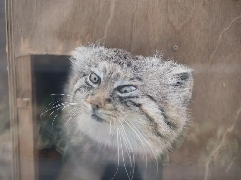A photograph of Lotos in Saitama Children's Zoo