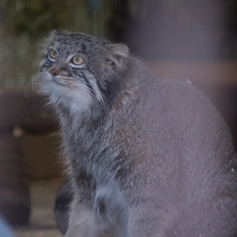 A photograph of Figa in Nogeyama Zoo