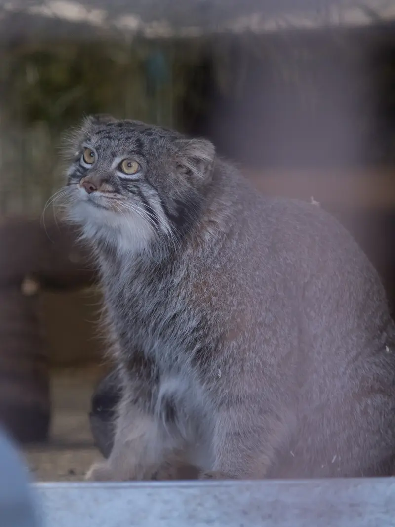 A photograph of Figa in Nogeyama Zoo