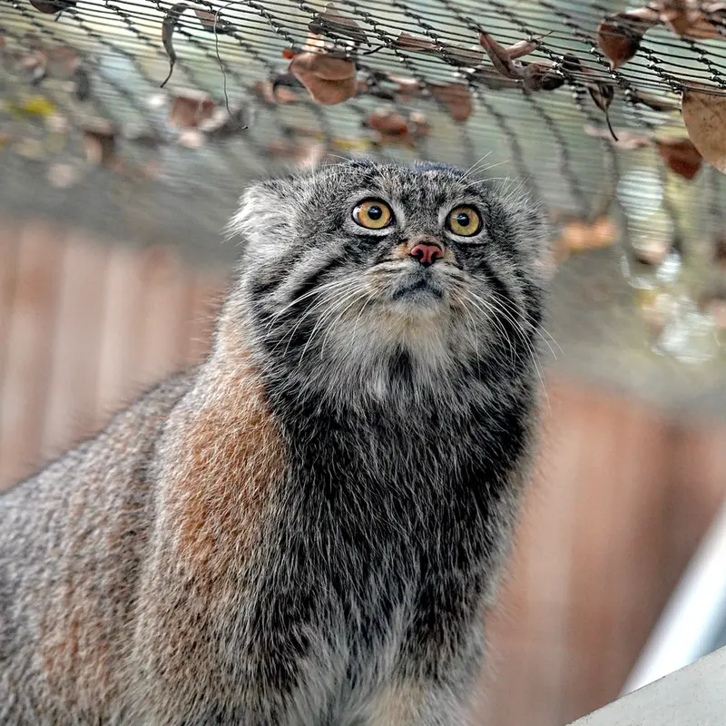 A photograph of Nar in Kobe Animal Kingdom