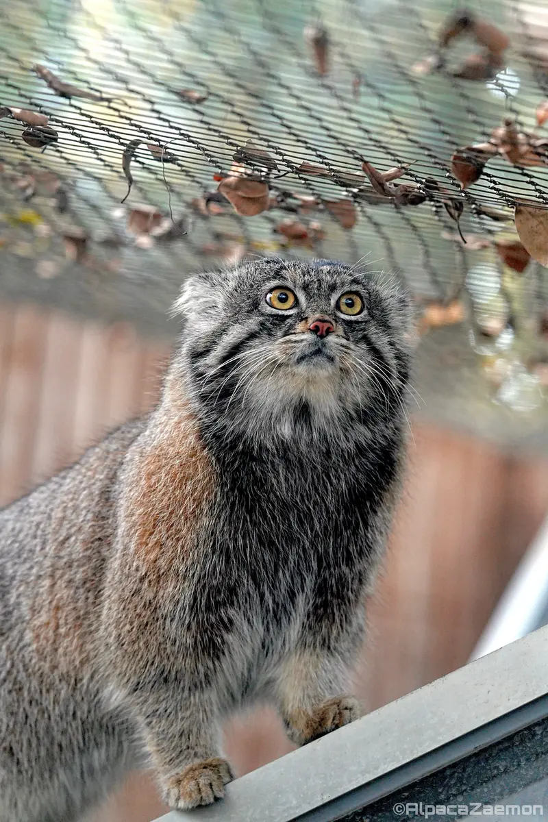 A photograph of Nar in Kobe Animal Kingdom
