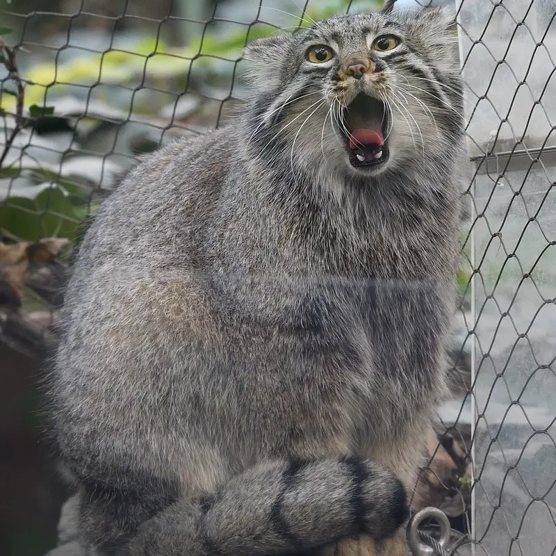 A photograph of Mei in Kobe Animal Kingdom
