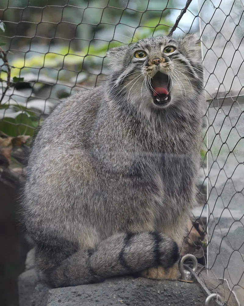 A photograph of Mei in Kobe Animal Kingdom