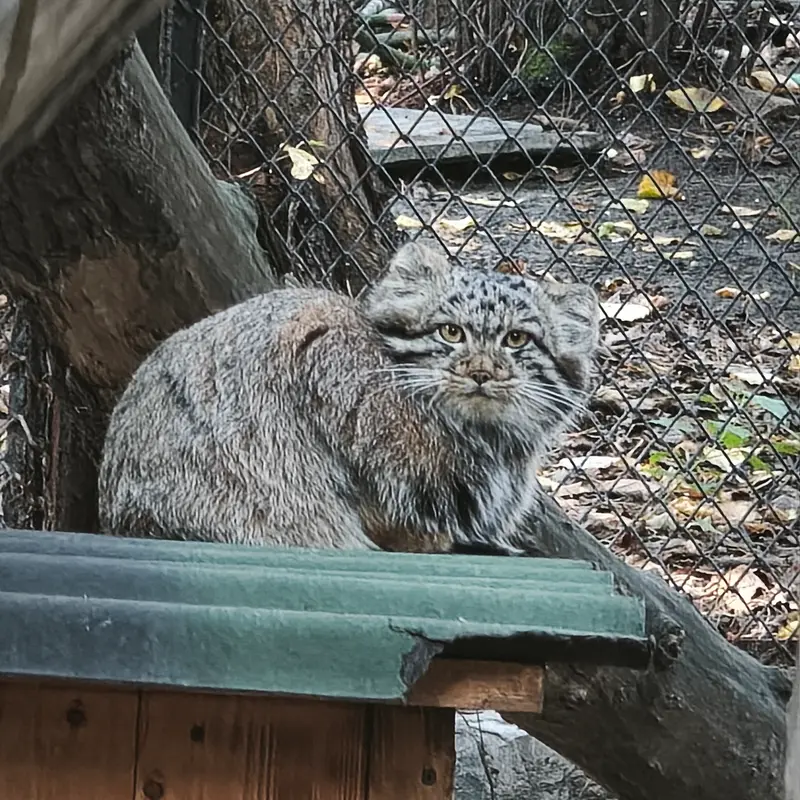 A photograph of a Pallas's cat in Novosibirsk Zoo