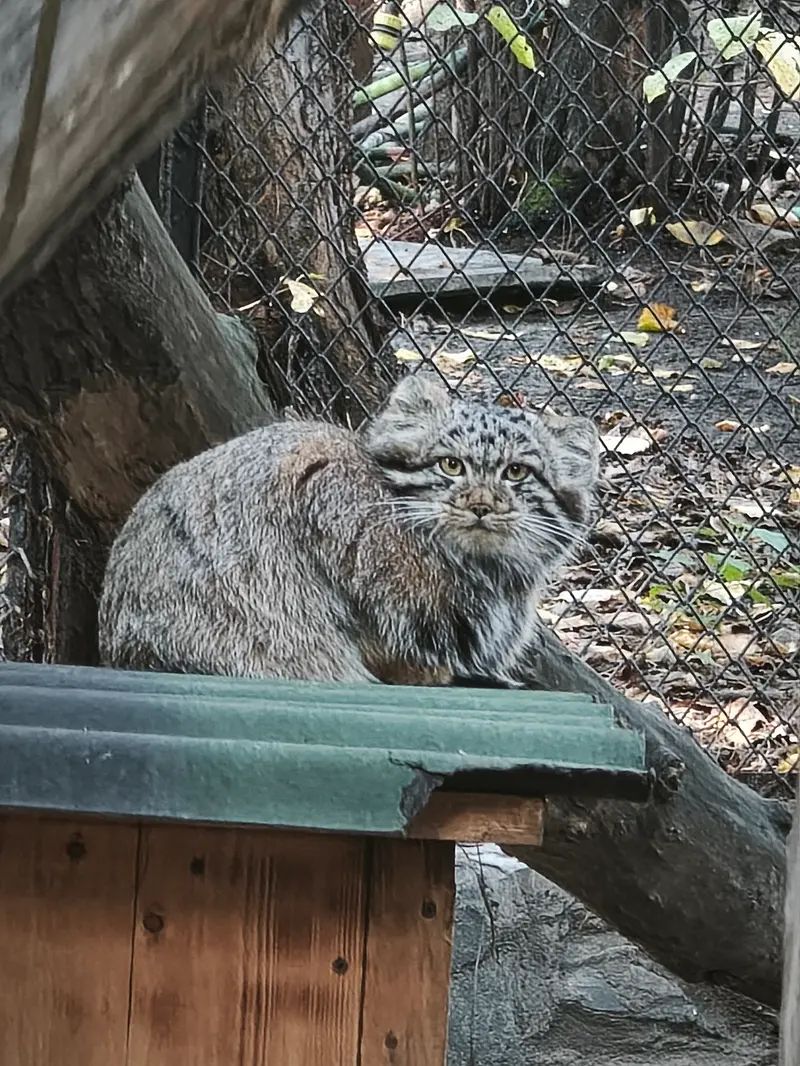 A photograph of a Pallas's cat in Novosibirsk Zoo