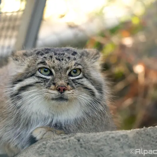 A photograph of Az in Kobe Animal Kingdom