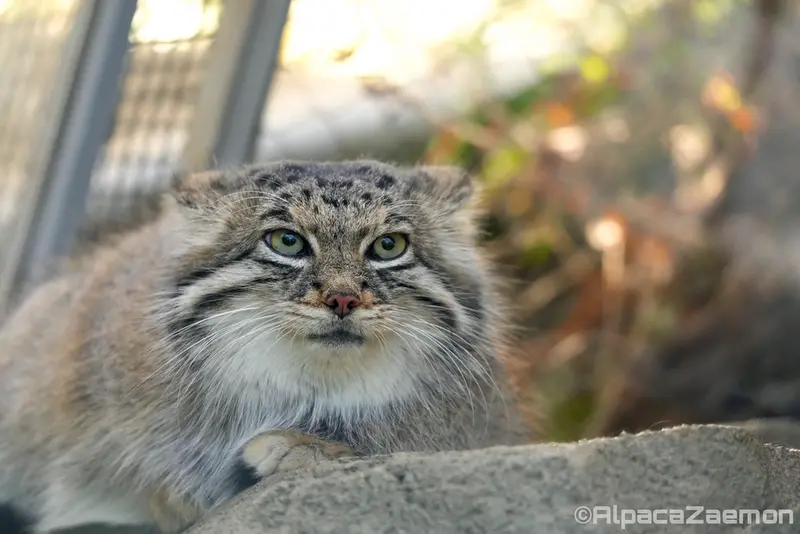 A photograph of Az in Kobe Animal Kingdom
