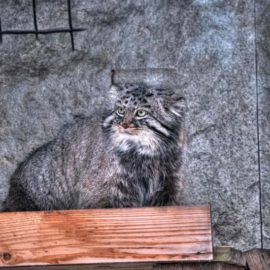 A photograph of Darlay in Moscow zoo