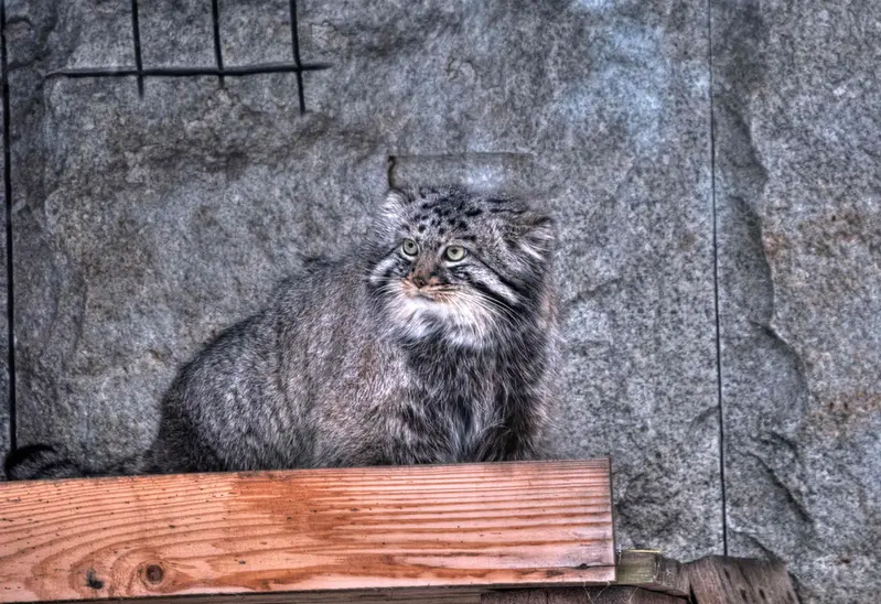 A photograph of Darlay in Moscow zoo