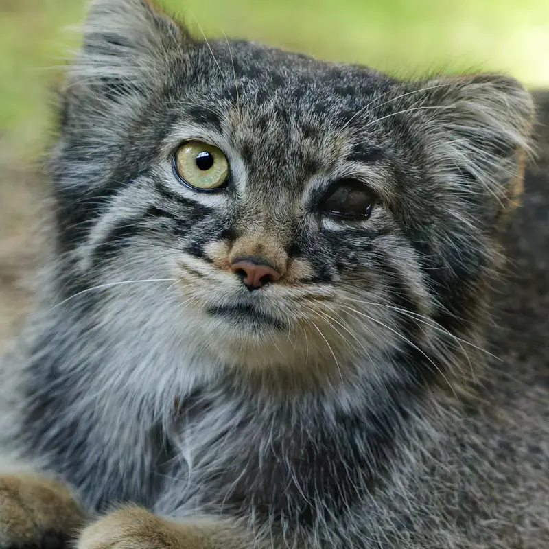 A photograph of Abrikos in Nasu Animal Kingdom