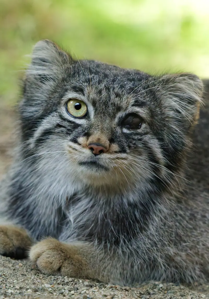 A photograph of Abrikos in Nasu Animal Kingdom