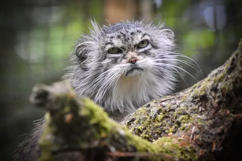 A photograph of a Pallas's cat