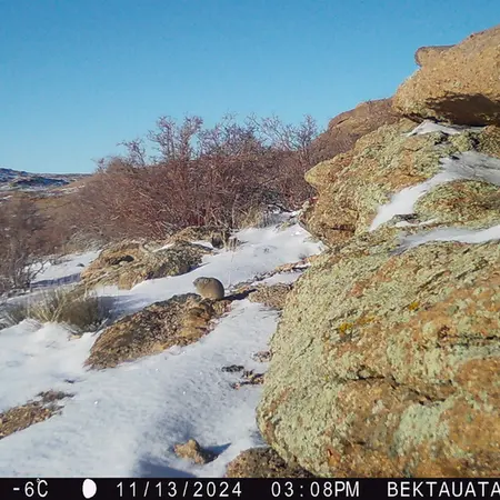 A photograph of Kazakh pika from Bektauata 2 camera trap