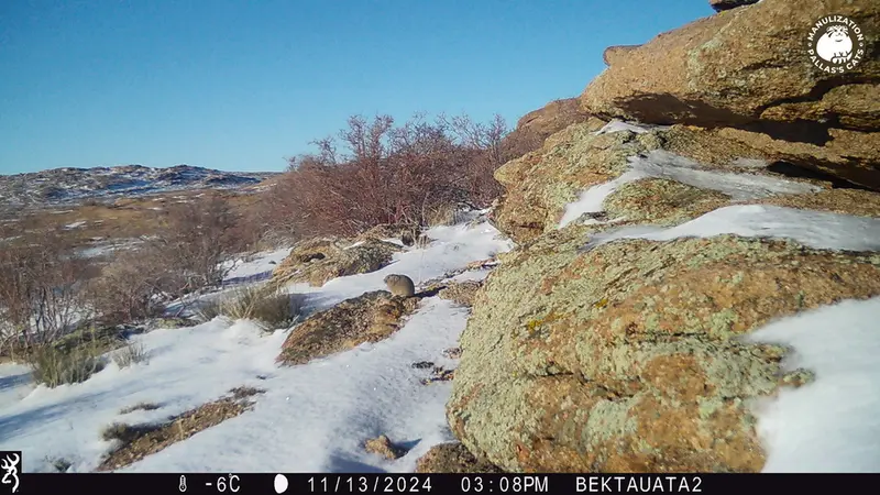 A photograph of Kazakh pika from Bektauata 2 camera trap