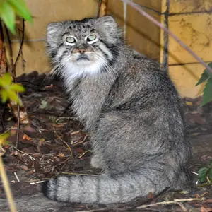 A photograph of Unnamed manul #587 in Opole Zoo