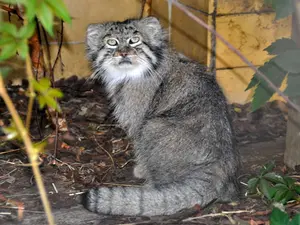 A photograph of Unnamed manul #587 in Opole Zoo