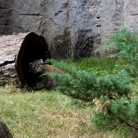 A photograph of a Pallas's cat in Moscow zoo