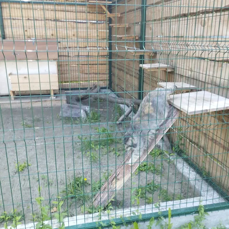 A photograph of Chip in Barnaul zoo “Lesnaya skazka”