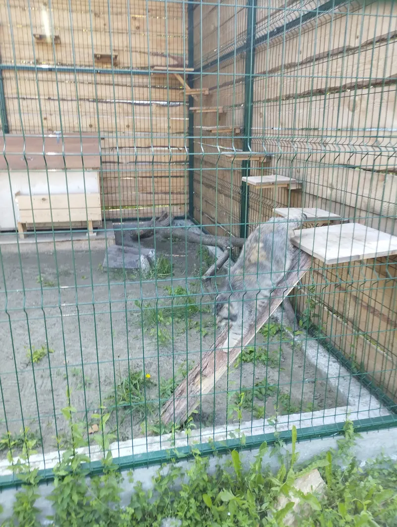 A photograph of Chip in Barnaul zoo “Lesnaya skazka”