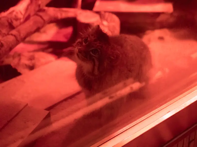 A photograph of Naim in Ueno Zoological Gardens