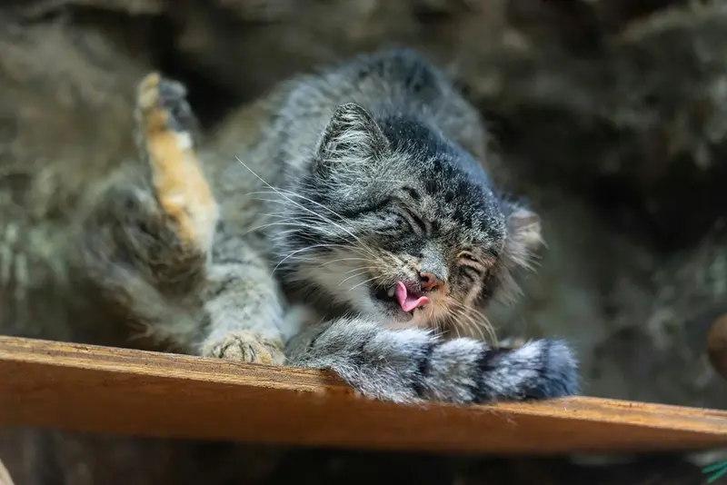 A photograph of a Pallas's cat