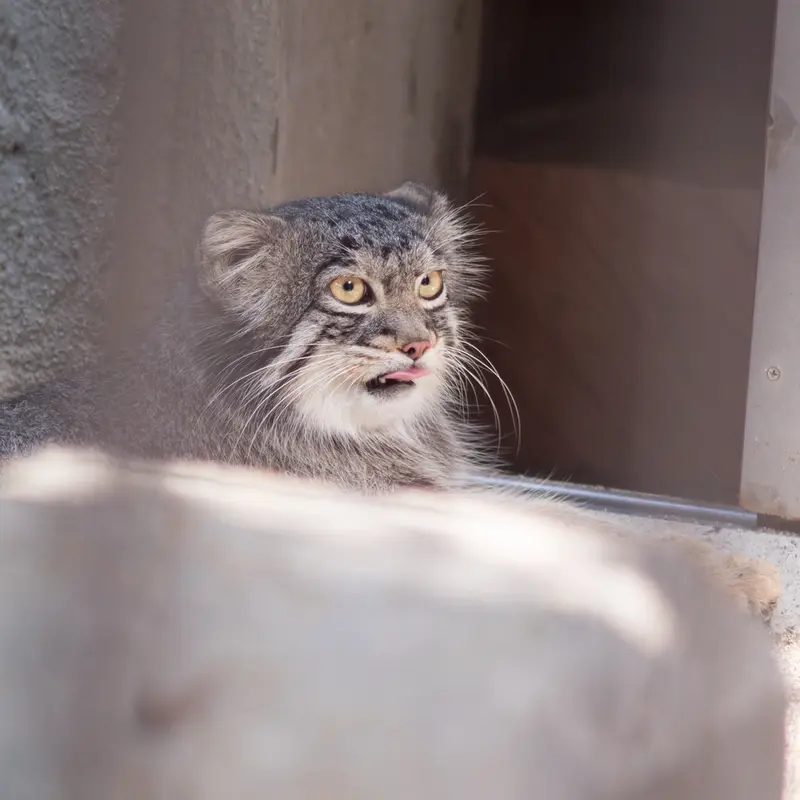 A photograph of Figa in Nogeyama Zoo