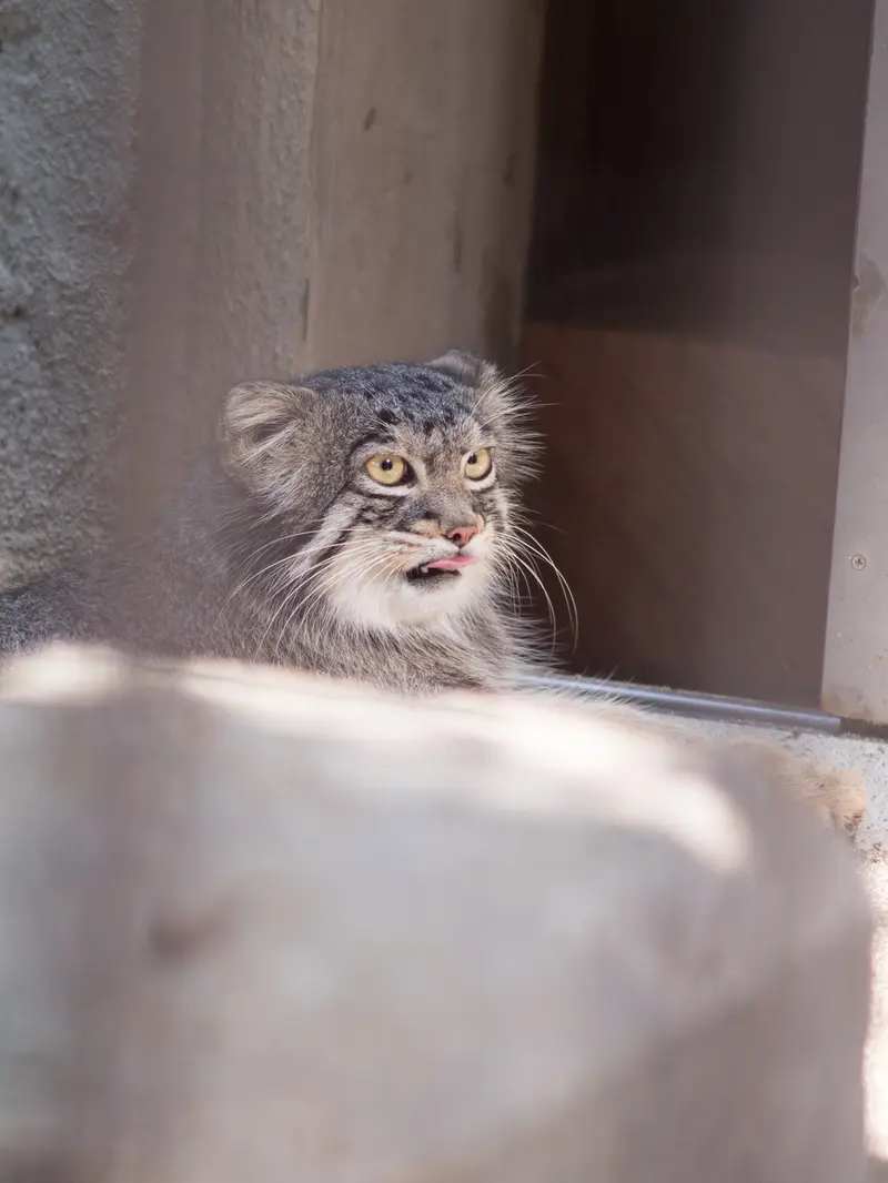 A photograph of Figa in Nogeyama Zoo