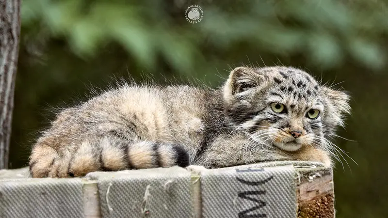 A photograph of a Pallas's cat