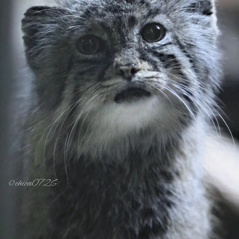 A photograph of Yus in Ueno Zoological Gardens