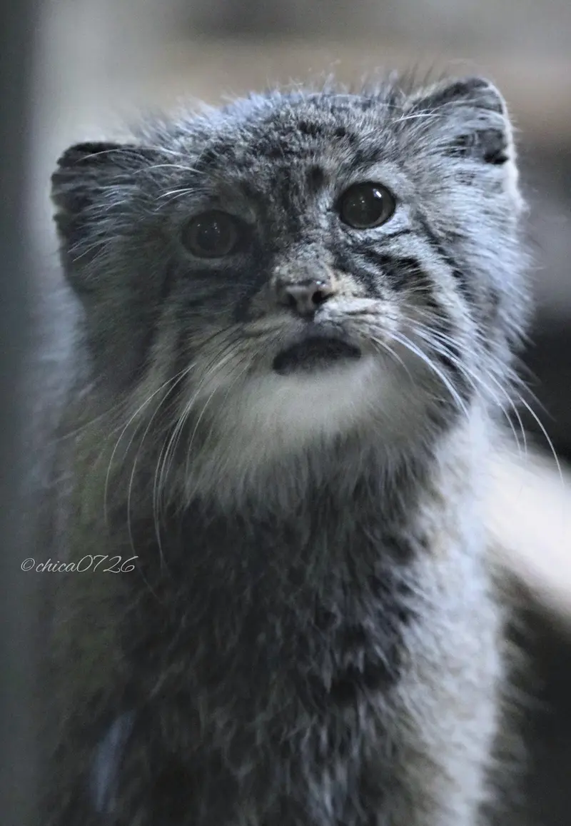 A photograph of Yus in Ueno Zoological Gardens
