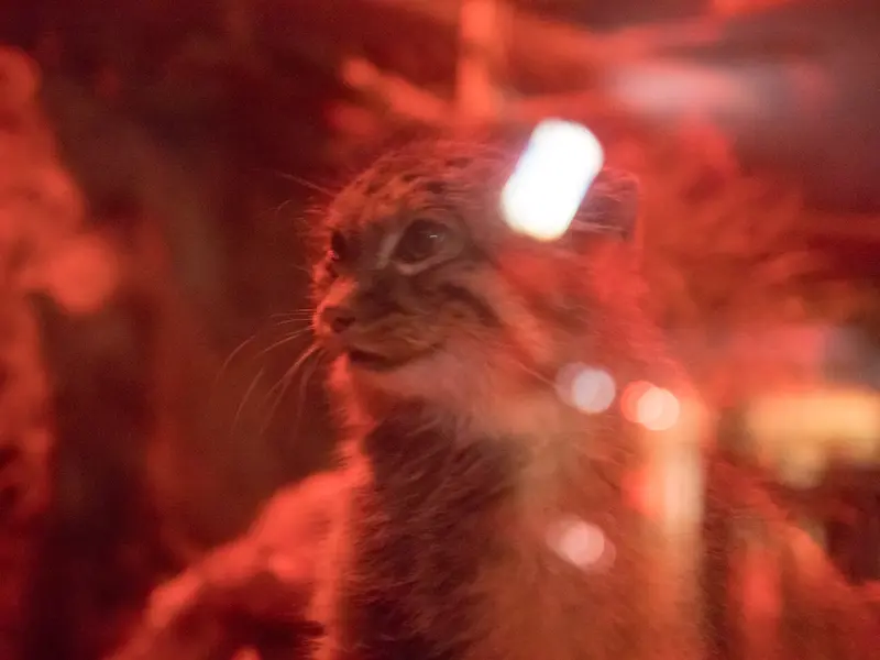 A photograph of a Pallas's cat