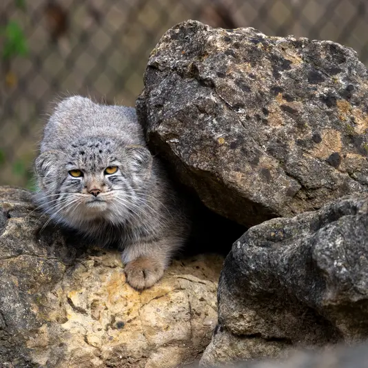 A photograph of Bat-Erdene in Port Lympne Wild Animal Park