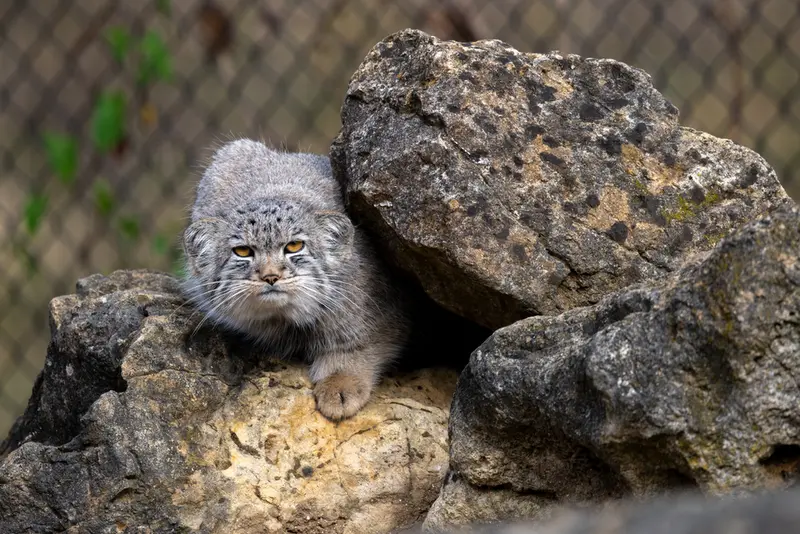 A photograph of Bat-Erdene in Port Lympne Wild Animal Park