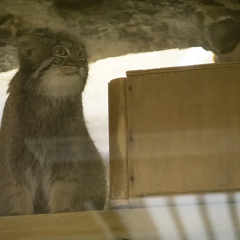 A photograph of Figa in Ueno Zoological Gardens