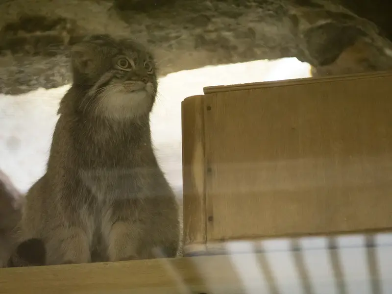 A photograph of Figa in Ueno Zoological Gardens